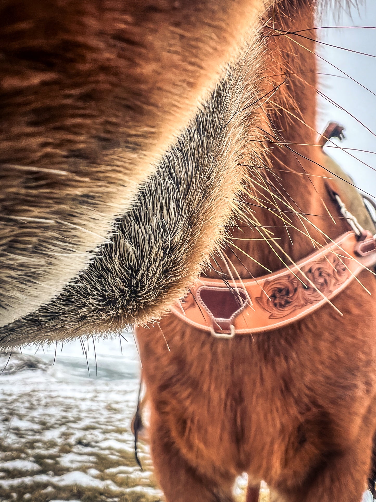 Handmade Leather Breast Collar